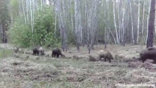 Кабаны на прогулке: милые моменты из Забайкалья