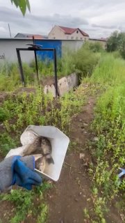 Спасение рыб: Экоцентр помог чебакам вернуться в реку